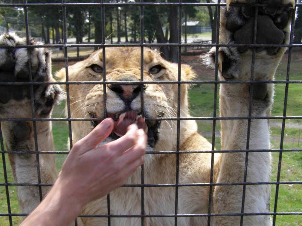 lionfeeding.jpg